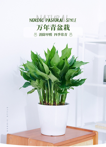 找宁波镇海绿化修剪好的?这篇给你指引!