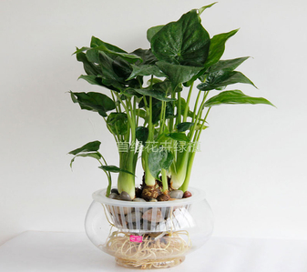 宁波江北绿植租赁价格实惠